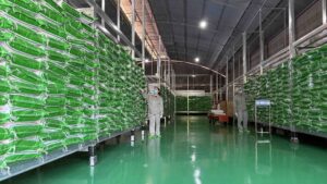 grass jelly powder supplier in Vietnam
