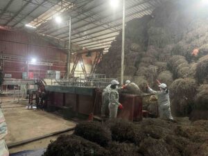 grass jelly powder production process
Mesona Chinensis leaves drying
spray drying grass jelly extract
Vietnam grass jelly factory